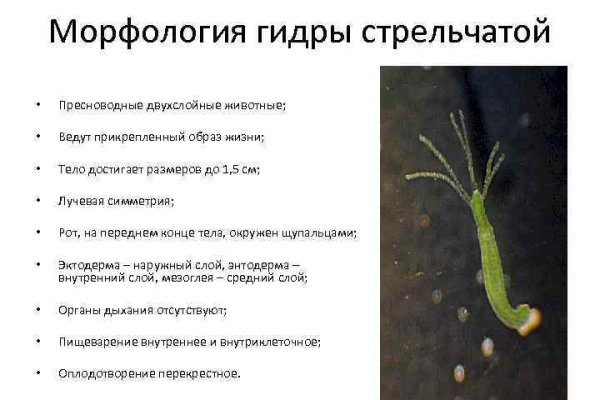 Кракен официальный сайт