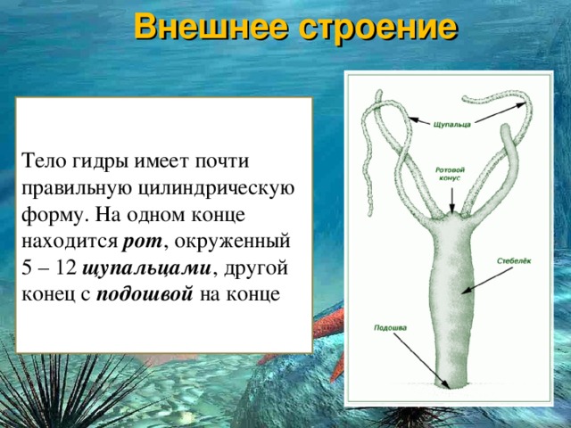 Рабочее зеркало кракен store
